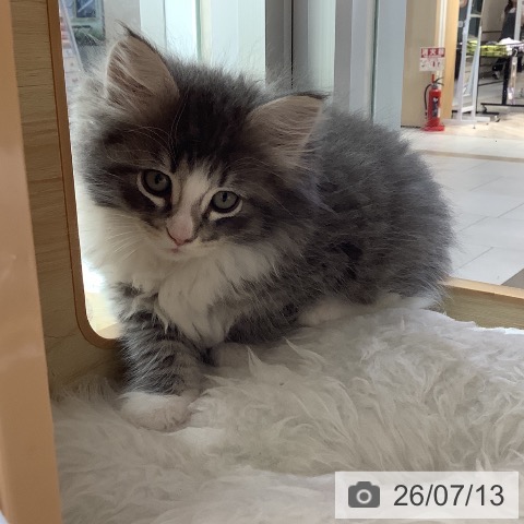 千葉県のノルウェージャンフォレストキャット (ペットプラス 船橋店/2026年5月7日生まれ/男の子/ブルータビーホワイト)の子猫の4枚目の画像