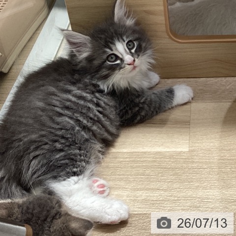 千葉県のノルウェージャンフォレストキャット (ペットプラス 船橋店/2026年5月7日生まれ/男の子/ブルータビーホワイト)の子猫の3枚目の画像
