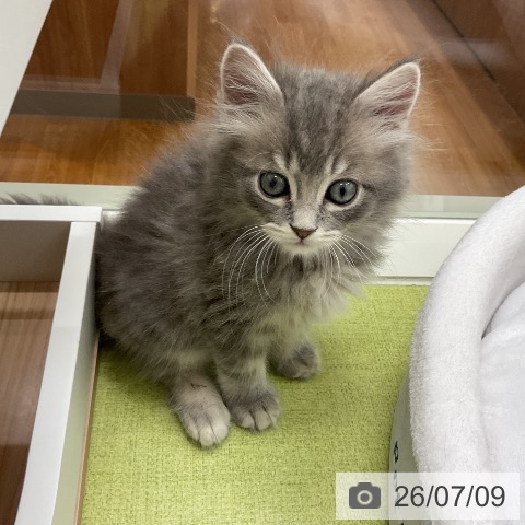 千葉県のラガマフィン (ペットプラス 成田店/2026年5月7日生まれ/男の子/ブルータビー)の子猫の3枚目の画像