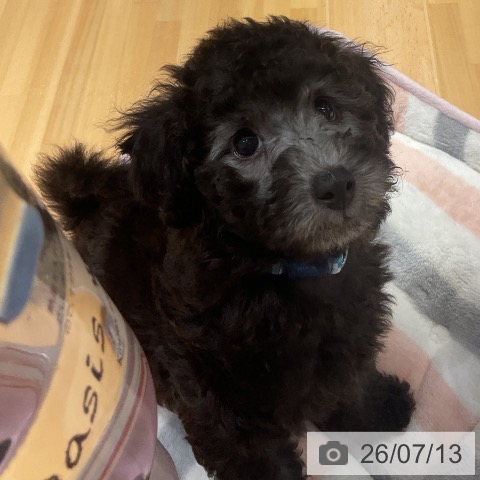 埼玉県のトイプードル(トイ) (ペットプラス 与野店/2026年5月3日生まれ/男の子/シルバー)の子犬の3枚目の画像