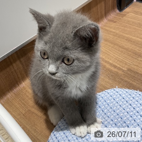東京都のブリティッシュショートヘアー (ペッツワン 青梅インター店/2026年5月8日生まれ/女の子/ブルーホワイト)の子猫の3枚目の画像
