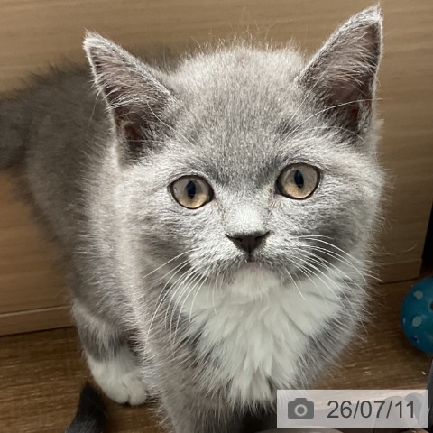 東京都のブリティッシュショートヘアー (ペッツワン 青梅インター店/2026年5月8日生まれ/女の子/ブルーホワイト)の子猫の3枚目の画像