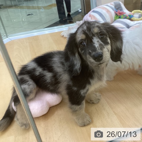埼玉県のカニンヘンダックスフンド(ロング) (ペットプラス 羽生店/2026年5月9日生まれ/女の子/シルバーダップル)の子犬の4枚目の画像