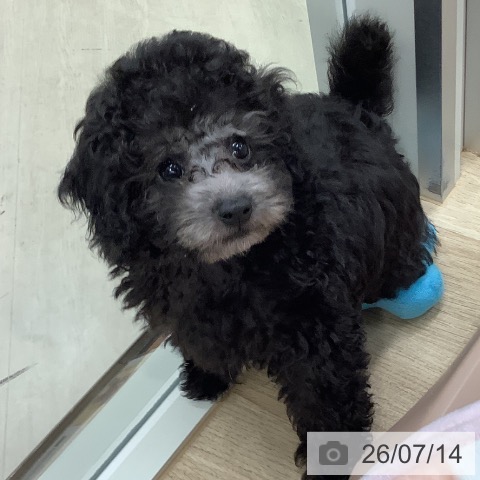 東京都のトイプードル(トイ) (ペットプラス 日の出店/2026年5月9日生まれ/男の子/シルバー)の子犬の3枚目の画像