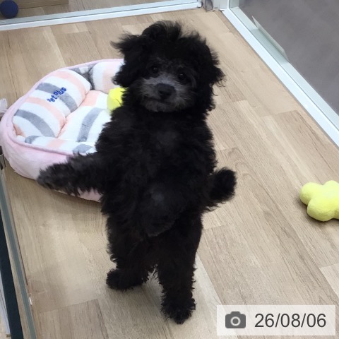 東京都のトイプードル(トイ) (ペットプラス 日の出店/2026年5月9日生まれ/男の子/シルバー)の子犬の4枚目の画像