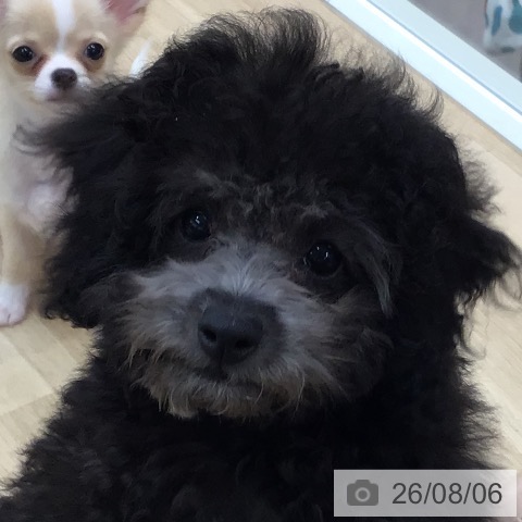 東京都のトイプードル(トイ) (ペットプラス 日の出店/2026年5月9日生まれ/男の子/シルバー)の子犬の3枚目の画像