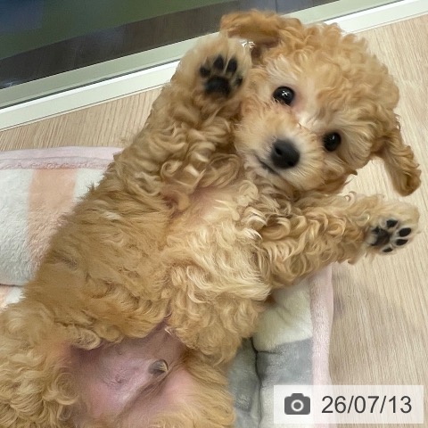 千葉県のトイプードル(トイ) (ペットプラス 幕張新都心店/2026年5月7日生まれ/男の子/アプリコット)の子犬の3枚目の画像