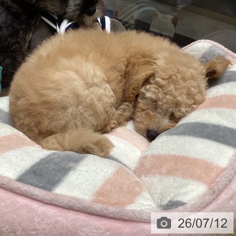 東京都のトイプードル(トイ) (ペットプラス 立川高島屋S.C.店/2026年5月7日生まれ/女の子/アプリコット)の子犬の4枚目の画像