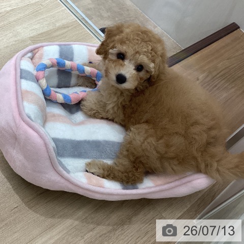 宮城県のトイプードル(トイ) (ペットプラス 仙台上杉店/2026年5月7日生まれ/女の子/アプリコット)の子犬の4枚目の画像