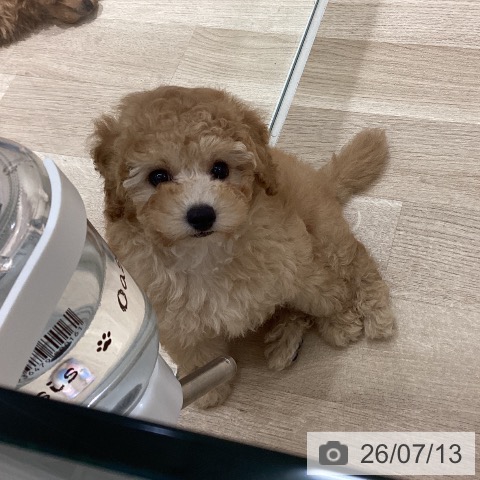 宮城県のトイプードル(トイ) (ペットプラス 仙台上杉店/2026年5月7日生まれ/女の子/アプリコット)の子犬の3枚目の画像