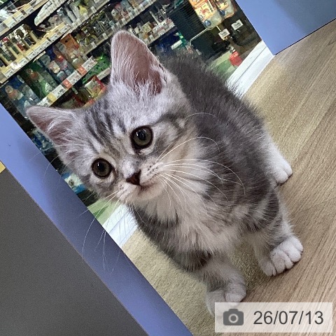 山梨県のマンチカン (ペットプラス 甲府昭和店/2026年5月2日生まれ/男の子/ブルータビーホワイト)の子猫の3枚目の画像