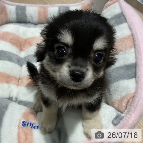 埼玉県のチワワ(ロング) (ペットプラス コクーンシティ店/2026年5月10日生まれ/男の子/ブラックタン)の子犬の4枚目の画像