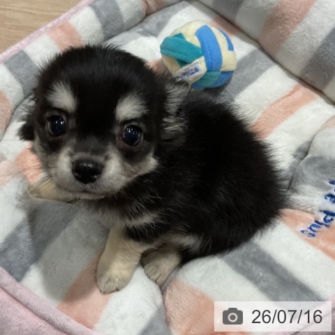 埼玉県のチワワ(ロング) (ペットプラス コクーンシティ店/2026年5月10日生まれ/男の子/ブラックタン)の子犬の3枚目の画像