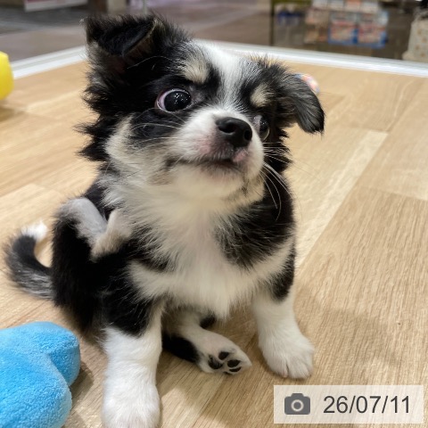 チワワの写真