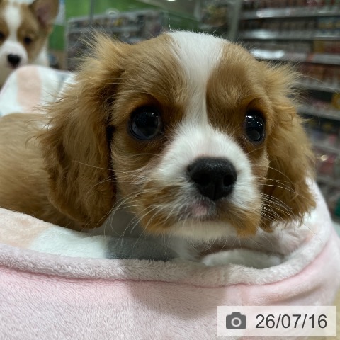 長野県のキャバリアキングチャールズスパニエル (ペットプラス 須坂店/2026年5月13日生まれ/男の子/ブレンハイム)の子犬の4枚目の画像