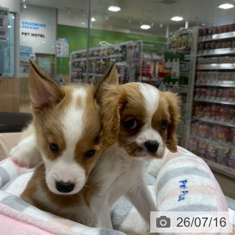 長野県のキャバリアキングチャールズスパニエル (ペットプラス 須坂店/2026年5月13日生まれ/男の子/ブレンハイム)の子犬の3枚目の画像