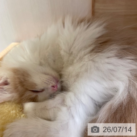ノルウェージャンフォレストキャットの写真