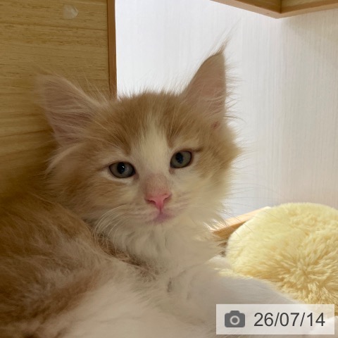 ノルウェージャンフォレストキャットの写真