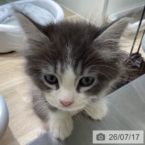 宮城県のノルウェージャンフォレストキャット (ペットプラス 仙台泉大沢店/2026年5月13日生まれ/女の子/ブルーマッカレルタビーホワイト)の子猫の3枚目の画像