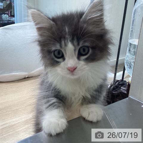 宮城県のノルウェージャンフォレストキャット (ペットプラス 仙台泉大沢店/2026年5月13日生まれ/女の子/ブルーマッカレルタビーホワイト)の子猫の4枚目の画像