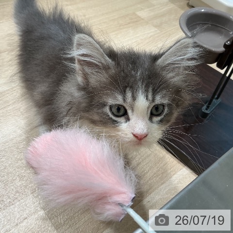 宮城県のノルウェージャンフォレストキャット (ペットプラス 仙台泉大沢店/2026年5月13日生まれ/女の子/ブルーマッカレルタビーホワイト)の子猫の3枚目の画像