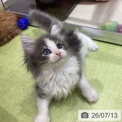 ノルウェージャンフォレストキャットの写真