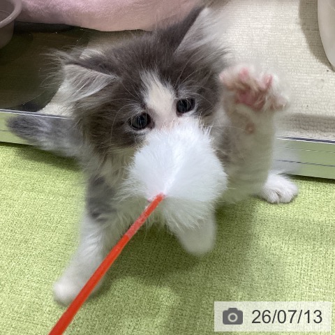 ノルウェージャンフォレストキャットの写真