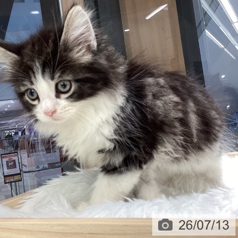 ノルウェージャンフォレストキャットの写真