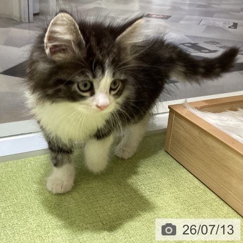 ノルウェージャンフォレストキャットの写真