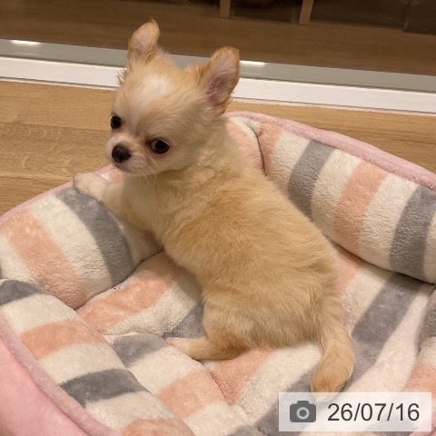 岩手県のチワワ(ロング) (ペットプラス 盛岡南店/2026年5月14日生まれ/男の子/クリームホワイト)の子犬の3枚目の画像