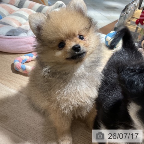 ポメラニアンの写真