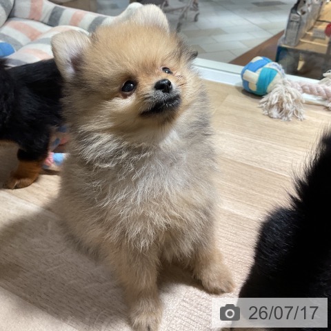 ポメラニアンの写真