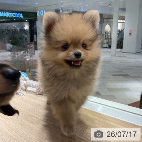 ポメラニアンの写真