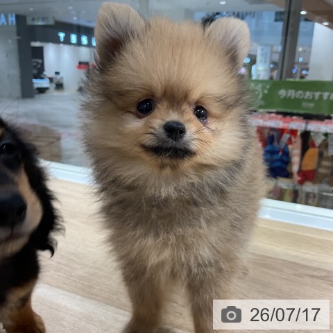 ポメラニアンの写真