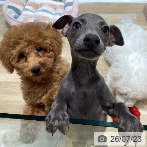 宮城県のイタリアングレーハウンド (ペットプラス 仙台泉大沢店/2026年5月10日生まれ/男の子/ブルー)の子犬の4枚目の画像