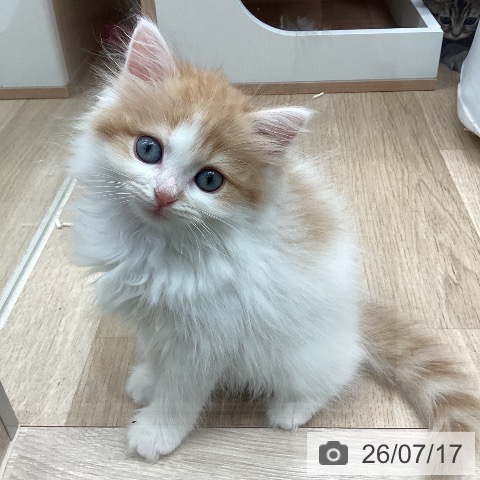 福岡県のラガマフィン (ペットプラス ららぽーと福岡店/2026年5月15日生まれ/女の子/レッドタビーホワイト)の子猫の4枚目の画像
