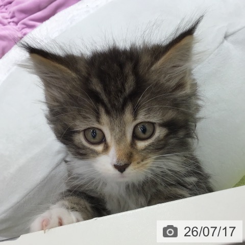 ノルウェージャンフォレストキャットの写真