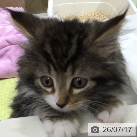 ノルウェージャンフォレストキャットの写真
