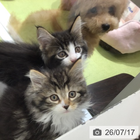 ノルウェージャンフォレストキャットの写真