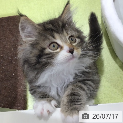 ノルウェージャンフォレストキャットの写真