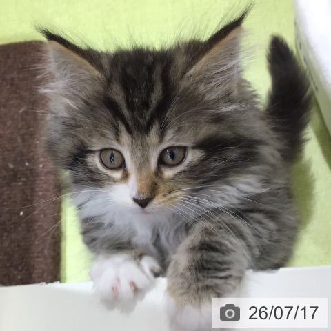 ノルウェージャンフォレストキャットの写真