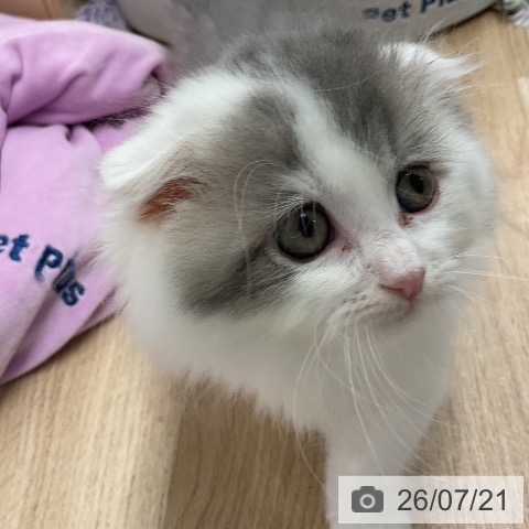 福岡県のスコティッシュフォールド (ペットプラス ららぽーと福岡店/2026年5月14日生まれ/男の子/ブルータビーホワイト)の子猫の3枚目の画像