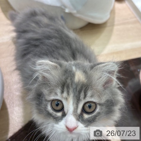 宮崎県のスコティッシュフォールド (ペットプラス 宮崎店/2026年5月14日生まれ/女の子/ブルーパッチドタビーホワイト)の子猫の4枚目の画像