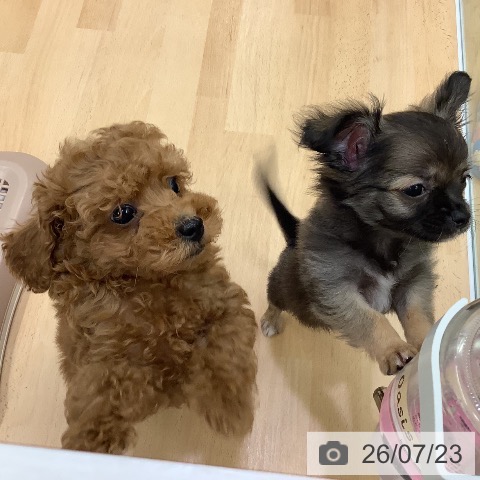 長野県のトイプードル(トイ) (ペットプラス 松本店/2026年5月15日生まれ/男の子/レッド)の子犬の4枚目の画像
