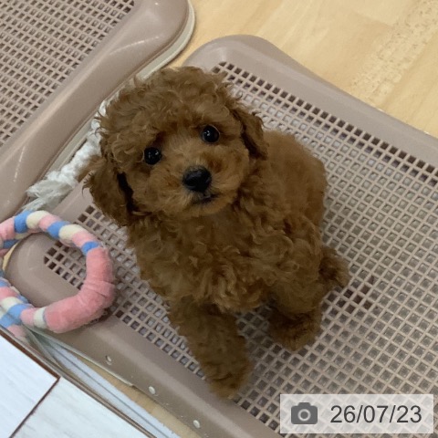 長野県のトイプードル(トイ) (ペットプラス 松本店/2026年5月15日生まれ/男の子/レッド)の子犬の3枚目の画像