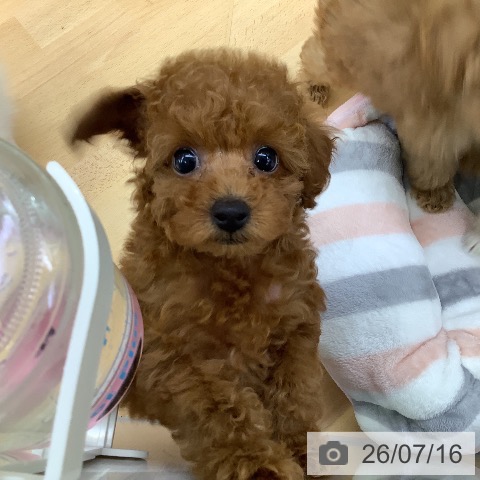 埼玉県のトイプードル(トイ) (ペットプラス 羽生店/2026年5月15日生まれ/女の子/レッド)の子犬の4枚目の画像