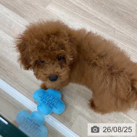 埼玉県のトイプードル(トイ) (ペットプラス 羽生店/2026年5月15日生まれ/女の子/レッド)の子犬の4枚目の画像