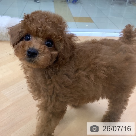 埼玉県のトイプードル(トイ) (ペットプラス 羽生店/2026年5月15日生まれ/女の子/レッド)の子犬の3枚目の画像