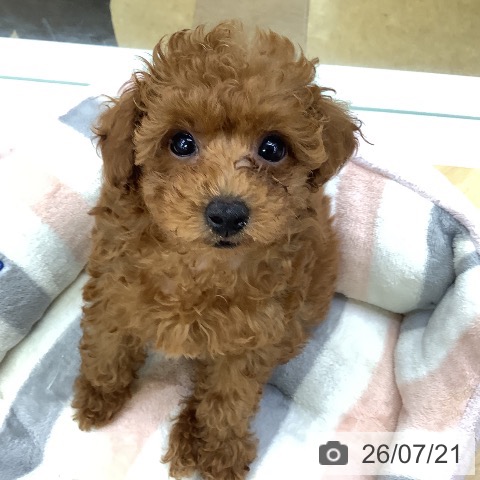 埼玉県のトイプードル(トイ) (ペットプラス 羽生店/2026年5月15日生まれ/女の子/レッド)の子犬の3枚目の画像
