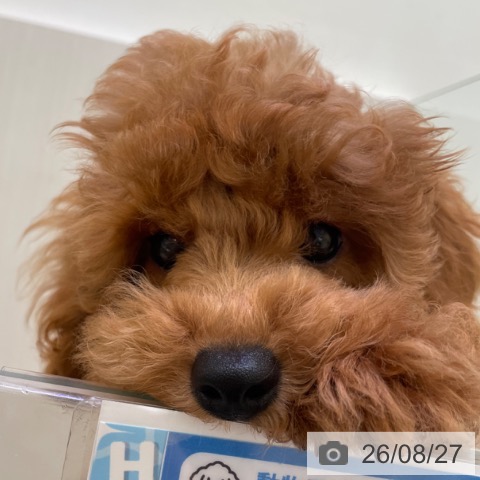 トイ・プードルの写真